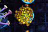 Firecracker Goniopora Coral WYSIWYG - SAQ Coral Farm