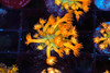 Inferno Goniopora Coral WYSIWYG - SAQ Coral Farm Inferno Goniopora Coral WYSIWYG - SAQ Coral Farm