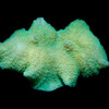Aquacultured Marshall Island Elephant Ear Mushroom (Rhodactis mussoides) - ORA