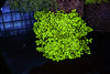 Green Frogspawn Colony WYSIWYG - SAQ Coral Farm Green Frogspawn Colony WYSIWYG - SAQ Coral Farm