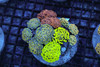 Hammer Garden Colony WYSIWYG - SAQ Coral Farm Hammer Garden Colony WYSIWYG - SAQ Coral Farm