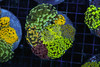 Hammer Garden Colony WYSIWYG - SAQ Coral Farm