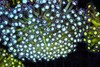 Green Goniopora Colony WYSIWYG - SAQ Coral Farm Green Goniopora Colony WYSIWYG - SAQ Coral Farm