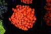 Lava Goniopora Colony WYSIWYG - SAQ Coral Farm Lava Goniopora Colony WYSIWYG - SAQ Coral Farm