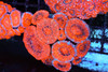 Red Acan Colony WYSIWYG - SAQ Coral Farm Red Acan Colony WYSIWYG - SAQ Coral Farm