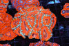 Red Acan Colony WYSIWYG - SAQ Coral Farm Red Acan Colony WYSIWYG - SAQ Coral Farm