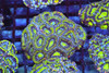 Green Acan WYSIWYG - SAQ Coral Farm Green Acan WYSIWYG - SAQ Coral Farm