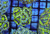 Green Acan WYSIWYG - SAQ Coral Farm Green Acan WYSIWYG - SAQ Coral Farm