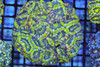 Green Acan Colony WYSIWYG - SAQ Coral Farm Green Acan Colony WYSIWYG - SAQ Coral Farm