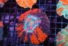 War Paint Acantho WYSIWYG - SAQ Coral Farm War Paint Acantho WYSIWYG - SAQ Coral Farm