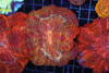 Blood Tiger Acantho WYSIWYG - SAQ Coral Farm Blood Tiger Acantho WYSIWYG - SAQ Coral Farm