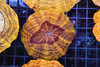 Midas Touch Acantho WYSIWYG - SAQ Coral Farm Midas Touch Acantho WYSIWYG - SAQ Coral Farm