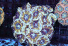 Purple Foam Asian Acan Colony WYSIWYG - SAQ Coral Farm Purple Foam Asian Acan Colony WYSIWYG - SAQ Coral Farm