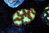 Bronze Rim Blastomussa Colony WYSIWYG - SAQ Coral Farm Bronze Rim Blastomussa Colony WYSIWYG - SAQ Coral Farm