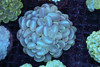 Teal Bubble Coral Colony WYSIWYG - SAQ Coral Farm Teal Bubble Coral Colony WYSIWYG - SAQ Coral Farm
