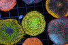 Green Tip Fungia Plate Coral WYSIWYG - SAQ Coral Farm Green Tip Fungia Plate Coral WYSIWYG - SAQ Coral Farm