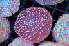 Bubblegum Fungia Plate Coral WYSIWYG - SAQ Coral Farm Bubblegum Fungia Plate Coral WYSIWYG - SAQ Coral Farm