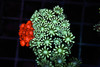 Bleeding Apple Goniopora Coral WYSIWYG - SAQ Coral Farm