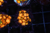 Firecracker Goniopora Coral WYSIWYG - SAQ Coral Farm Firecracker Goniopora Coral WYSIWYG - SAQ Coral Farm