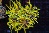 Ignited Dragon Soul Torch Coral WYSIWYG - SAQ Coral Farm Ignited Dragon Soul Torch Coral WYSIWYG - SAQ Coral Farm