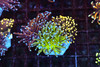 Torch Coral Garden WYSIWYG - SAQ Coral Farm Torch Coral Garden WYSIWYG - SAQ Coral Farm