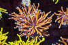 Nine Tails Torch Coral WYSIWYG - SAQ Coral Farm Nine Tails Torch Coral WYSIWYG - SAQ Coral Farm