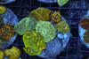 Disco Mushroom Colony WYSIWYG - SAQ Coral Farm Disco Mushroom Colony WYSIWYG - SAQ Coral Farm
