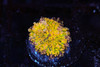 Bounce Yuma Mushroom WYSIWYG - SAQ Coral Farm Bounce Yuma Mushroom WYSIWYG - SAQ Coral Farm