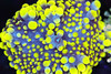 Bounce Yuma Mushroom WYSIWYG - SAQ Coral Farm