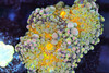 Bounce Yuma Mushroom WYSIWYG - SAQ Coral Farm