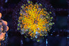 Bounce Yuma Mushroom WYSIWYG - SAQ Coral Farm