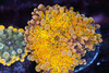 Bounce Yuma Mushroom WYSIWYG - SAQ Coral Farm