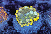 Bounce Yuma Mushroom WYSIWYG - SAQ Coral Farm Bounce Yuma Mushroom WYSIWYG - SAQ Coral Farm