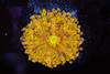 Bounce Yuma Mushroom WYSIWYG - SAQ Coral Farm Bounce Yuma Mushroom WYSIWYG - SAQ Coral Farm
