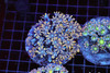 Clove Colony WYSIWYG - SAQ Coral Farm Clove Colony WYSIWYG - SAQ Coral Farm