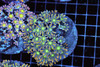Clove Colony WYSIWYG - SAQ Coral Farm Clove Colony WYSIWYG - SAQ Coral Farm