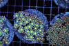 Clove Colony WYSIWYG - SAQ Coral Farm Clove Colony WYSIWYG - SAQ Coral Farm