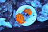 Rhodactis Mushroom WYSIWYG - SAQ Coral Farm Rhodactis Mushroom WYSIWYG - SAQ Coral Farm
