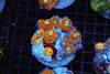 Rhodactis Mushroom Rock Colony WYSIWYG - SAQ Coral Farm Rhodactis Mushroom Rock Colony WYSIWYG - SAQ Coral Farm