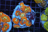 Rhodactis Mushroom Rock Colony WYSIWYG - SAQ Coral Farm Rhodactis Mushroom Rock Colony WYSIWYG - SAQ Coral Farm