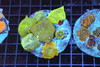 Disco Mushroom Rock Colony WYSIWYG - SAQ Coral Farm Disco Mushroom Rock Colony WYSIWYG - SAQ Coral Farm
