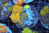 Disco Mushroom Rock Colony WYSIWYG - SAQ Coral Farm Disco Mushroom Rock Colony WYSIWYG - SAQ Coral Farm