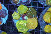 Disco Mushroom Rock Colony WYSIWYG - SAQ Coral Farm Disco Mushroom Rock Colony WYSIWYG - SAQ Coral Farm