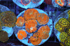 Rhodactis Mushroom Rock Colony WYSIWYG - SAQ Coral Farm Rhodactis Mushroom Rock Colony WYSIWYG - SAQ Coral Farm