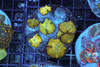 Disco Mushroom Rock Colony WYSIWYG - SAQ Coral Farm Disco Mushroom Rock Colony WYSIWYG - SAQ Coral Farm