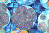 Red Rhodactis Mushroom Rock Colony WYSIWYG - SAQ Coral Farm Red Rhodactis Mushroom Rock Colony WYSIWYG - SAQ Coral Farm