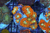 Rhodactis Mushroom Rock Colony WYSIWYG - SAQ Coral Farm