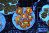 Rhodactis Mushroom Rock Colony WYSIWYG - SAQ Coral Farm