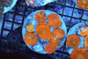 Rhodactis Mushroom Rock Colony WYSIWYG - SAQ Coral Farm Rhodactis Mushroom Rock Colony WYSIWYG - SAQ Coral Farm