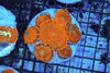 Rhodactis Mushroom Rock Colony WYSIWYG - SAQ Coral Farm